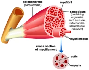 Chiropractic Alvarado TX Cell Membrane